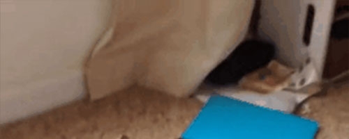 Cat climbing malfunction…