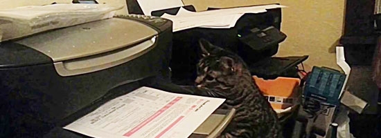 This cat doesn’t get along with printing papers. Hilarious!