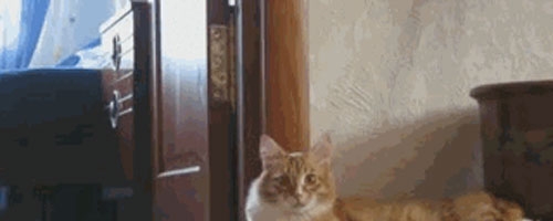 Cat does weird walk when she is scared. LOL
