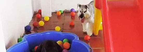 This dog’s first time seeing a ball pit is hysterical… Hilarious!