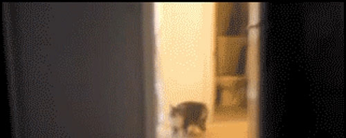 Who let that ugly cat in?