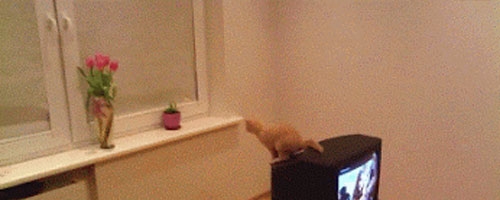 Needed a laugh, Googled cat fail gif. Wasn’t disappointed