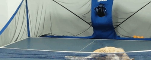 This cat can play ping pong better than you