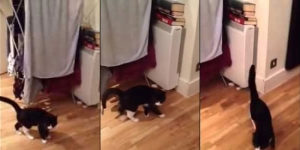19 seconds into this cat video, I bet you’re going to laugh so hard