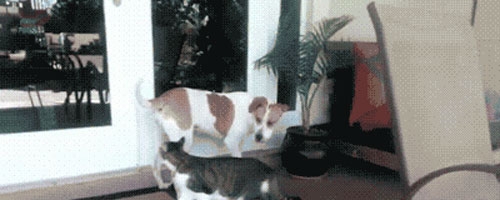 Why cats feel smarter than dogs?