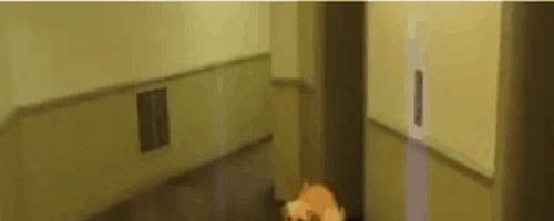 This dog’s sprint down the hallway is the best thing you will see this morning!