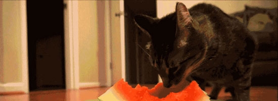 Egon the cat has love for watermelons. Cute kittty!