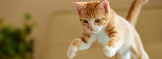 This is the cat video you are probably waiting for to get you through whole week!