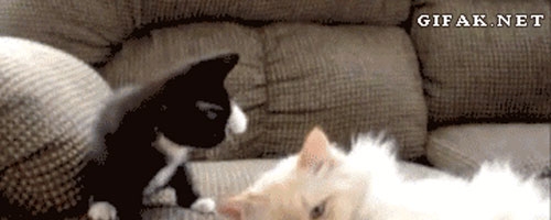 Kitty learns the hard way to mind his own business!