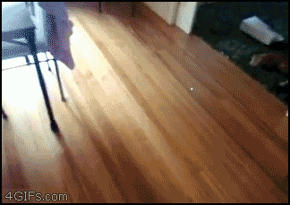 Watching this laser guided cat bowling will make you bust out laughing!