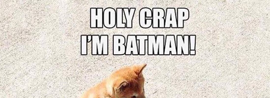 Oh My Dog!!!