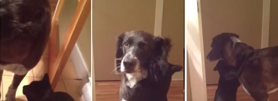 This cat has been waiting for 10 days for the dog to come back. What she does on his return, is so touching!