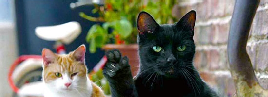 What if cats had thumbs? The world would be so different!