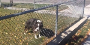 clever-dog-fetch-trick