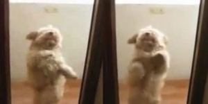cute-dog-hot-salsa-dance