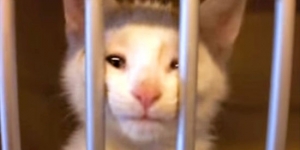 Watch how this tiny little cute kitten adopts his human! It’s incredibly awesome!