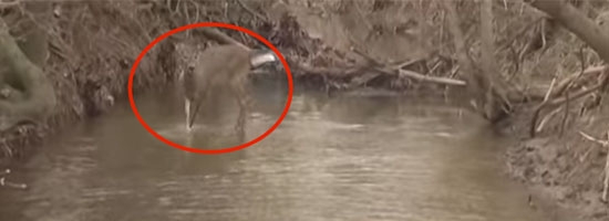 Watch what happens when a dog meets a deer who thinks she’s a dog too!