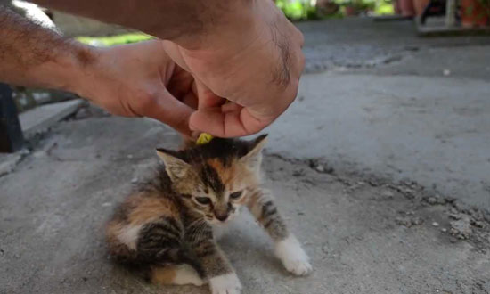 How to deactivate a cat, have you ever heard of anything like this???