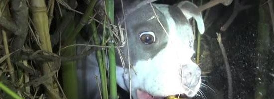 This dog was hurt and hiding in a bush. But she had a big surprise for her rescuers. WOW