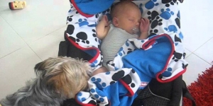 What this dog does to this sleeping baby is simply unbelievable!