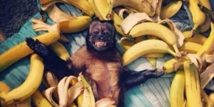 monkey-living-dream