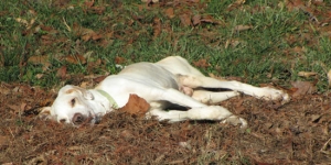 This paralyzed dog was abandoned because he was ‘defective’. But then a miracle happened.