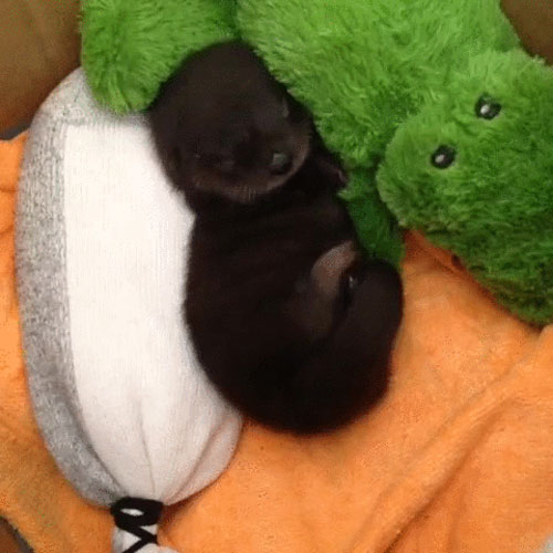 I can’t handle this much cute. Can’t do it.
