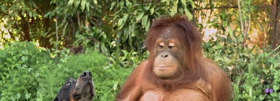 These are the most unlikely animal friendships ever witnessed. They’ll make you feel so good inside.