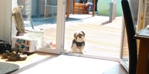 The reason this cute pup refuses to come inside will have you in stitches! Too funny!