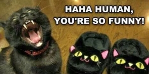Human, you’re so funny!
