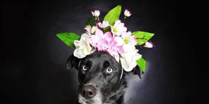Photographer takes incredible pictures of dogs inside a photo booth to up their chances for adoption