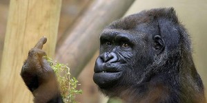 Gorilla Flipping the Bird at Zoo Visitors Is the Weirdest Thing You’ll See Today