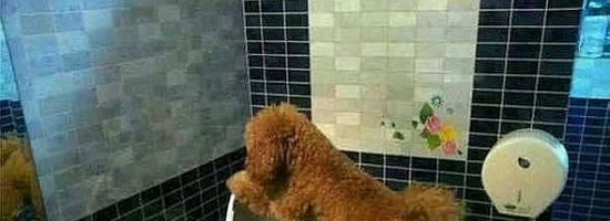 Potty trained!