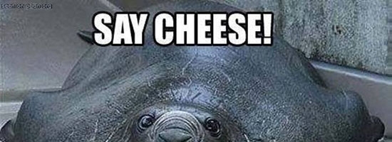 Say cheese!