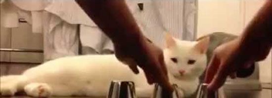 Smartest cat ever! She wins cup game every time!