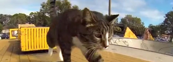 This skateboarding cat can ride like a pro!