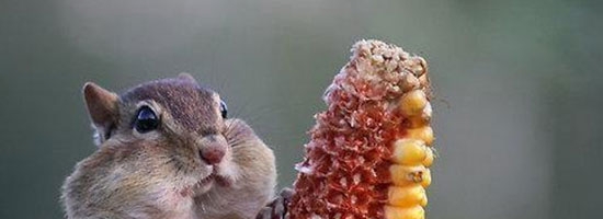 When the waiter asks how the food is…?
