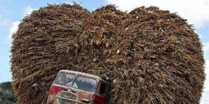 afro-truck