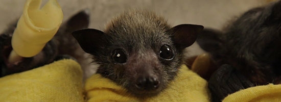 These baby bat burritos will totally steal your heart!