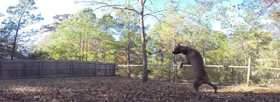 These dogs fail at catching and fetching will take your boredom away!