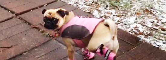 Dogs try booties for the first time. Their reaction will leave you in stitches!