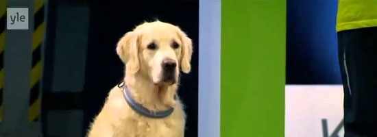 This hilarious dog really wants to race but… First things first!