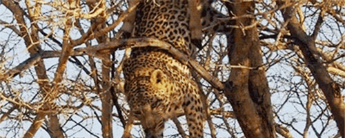 Leopards are graceful and powerful hunters, at least most of the time!