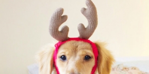 one-santas-reindeer-got-sick