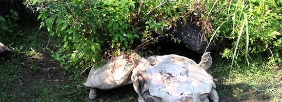 This turtle turned upside down. What other turtle did will make you surprise!