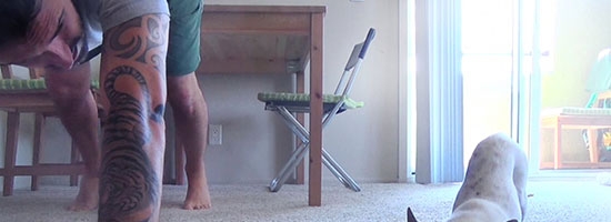 Amazing cute dog doing yoga with his owner. The cutest little thing!