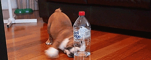 Bulldog puppy fearlessly battles his greatest enemy of all – a water bottle. Hilarious!