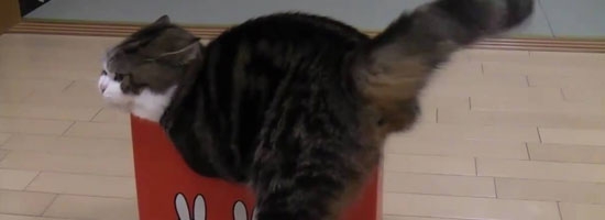 Cat tries to fit in progressively smaller boxes. It’s so cute.