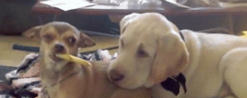 Chihuahua teases puppy with chew treat… So cute.
