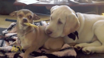 Chihuahua teases puppy with chew treat… So cute.